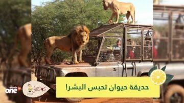 شاهد.. حديقة حيوان تحبس البشر وتترك الحيوانات طليقة