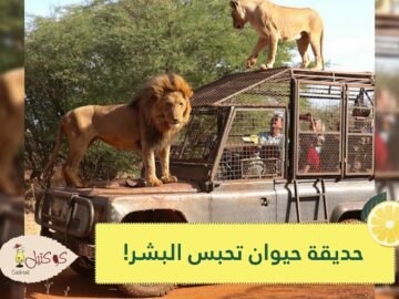 شاهد.. حديقة حيوان تحبس البشر وتترك الحيوانات طليقة