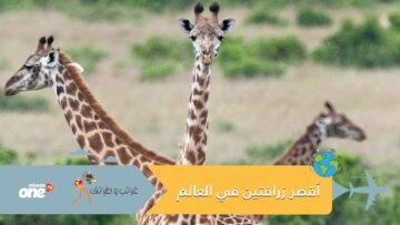 تعرف إلى قصة أقصر زرافتين في العالم