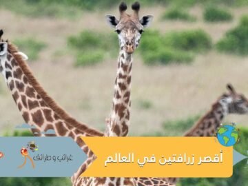 تعرف إلى قصة أقصر زرافتين في العالم