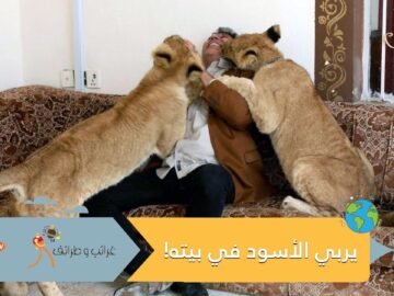 شاهد.. عراقي يربي أسودا في بيته مثل الخراف والدجاج