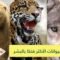 تعرف على الحيوانات الأكثر فتكا بالبشر