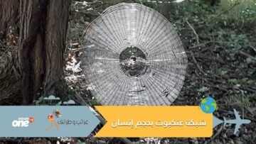 تكفي للإمساك بالبشر.. الكشف عن شبكة عنكبوت بحجم إنسان في غابات أمريكا