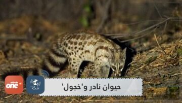مع غياب البشر.. ظهور حيوان نادر خجول في الجزائر