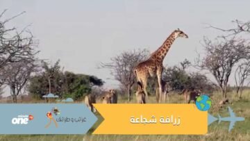 غريزة الأمومة..زرافة تتصدى لقطيع من الفهود لحماية صغيرها