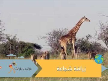 غريزة الأمومة..زرافة تتصدى لقطيع من الفهود لحماية صغيرها