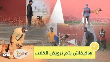 شاهد بالفيديو كيف يتم ترويض الكلاب.. قصة شباب بالقنيطرة