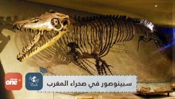 عثر عليه في المغرب.. اكتشاف مذهل بشأن الديناصور السباح