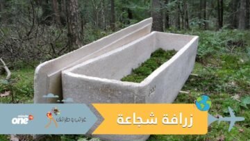 شاهد.. نعش حي يحولك لشجرة بعد وفاتك !