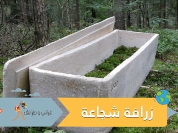 شاهد.. نعش حي يحولك لشجرة بعد وفاتك !