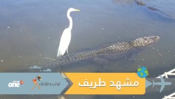 مشهد طريف.. طائر يستخدم تمساحا ضخما كأداة للتنقل!