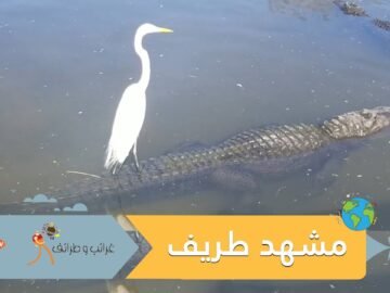 مشهد طريف.. طائر يستخدم تمساحا ضخما كأداة للتنقل!