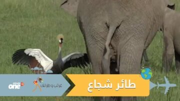 شاهد.. طائر يتصدى لقبيلة من الأفيال لحماية عشه