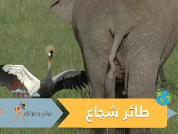 شاهد.. طائر يتصدى لقبيلة من الأفيال لحماية عشه