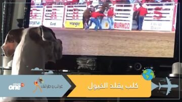 كلب يقلد الخيول أثناء مشاهدته إحدى المسابقات على التليفزيون.. فيديو وصور