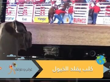 كلب يقلد الخيول أثناء مشاهدته إحدى المسابقات على التليفزيون.. فيديو وصور