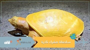 بالصدفة.. مزارع يعثر على سلحفاة صفراء نادرة