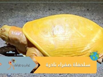 بالصدفة.. مزارع يعثر على سلحفاة صفراء نادرة