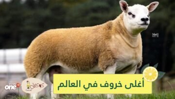 شاهد.. بيع أغلى خروف في العالم بمبلغ يفوق ثمن سيارة فيراري