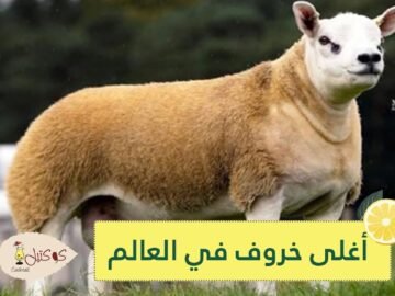 شاهد.. بيع أغلى خروف في العالم بمبلغ يفوق ثمن سيارة فيراري