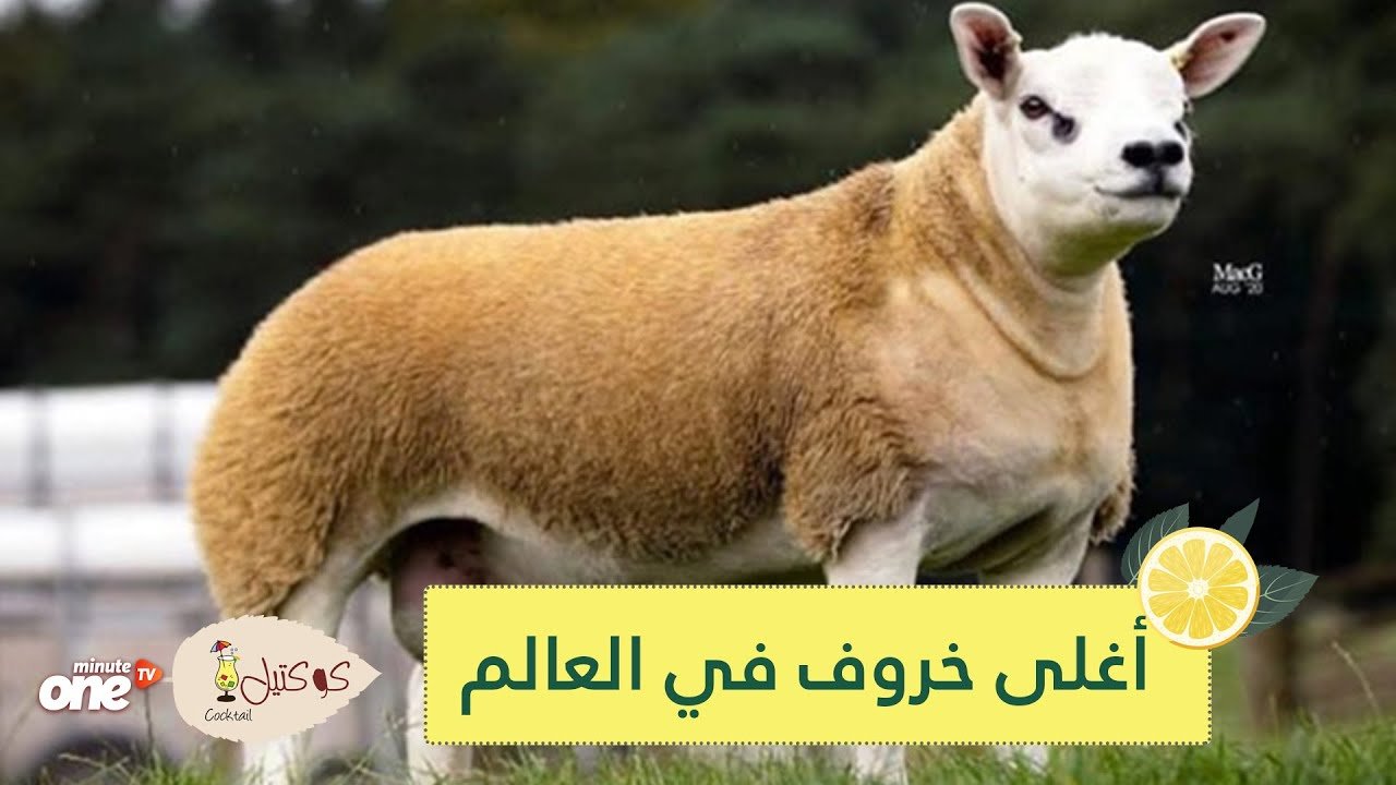التحميل المسبق صورة