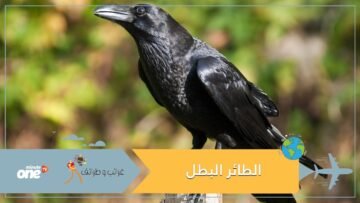 الطائر البطل..أنقذ حياة حيوان صغير على طريق عام