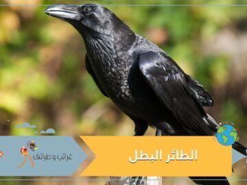 الطائر البطل..أنقذ حياة حيوان صغير على طريق عام