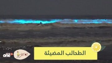 شاهد.. الطحالب المضيئة تزين شواطئ كاليفورنيا باللون الأزرق