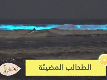 شاهد.. الطحالب المضيئة تزين شواطئ كاليفورنيا باللون الأزرق