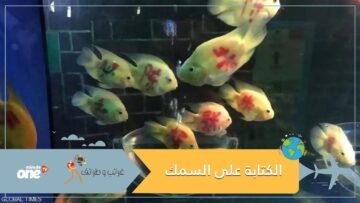 الكتابة على السمك تثير جدلا في الصين
