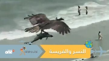 شاهده الملايين.. فيديو النسر والفريسة يثير الذهول على شاطئ أميركي