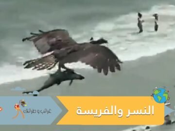 شاهده الملايين.. فيديو النسر والفريسة يثير الذهول على شاطئ أميركي