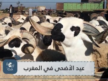 المغرب.. إطلاق دليل للتدابير الصحية والوقائية خلال عيد الأضحى