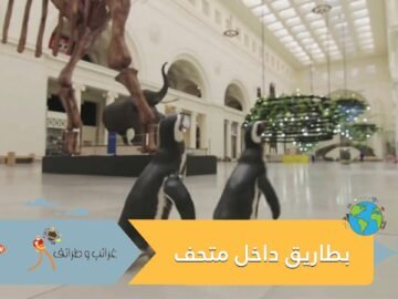 زوج من البطاريق يتجولان داخل متحف شيكاغو