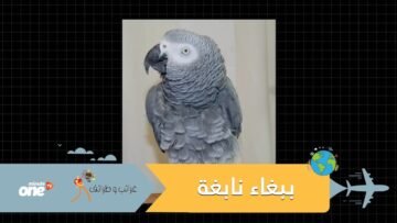 ببغاء يفوز باختبار الذاكرة بجامعة هارفارد.. تفوق على طلاب الطب والهندسة في أعرق الجامعات العالمية