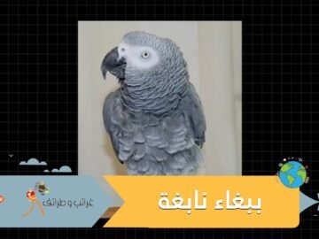 ببغاء يفوز باختبار الذاكرة بجامعة هارفارد.. تفوق على طلاب الطب والهندسة في أعرق الجامعات العالمية