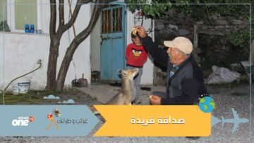 صداقة فريدة.. ثعلب يزور أسرة يوميا ويتناول معها الطعام
