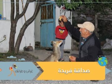 صداقة فريدة.. ثعلب يزور أسرة يوميا ويتناول معها الطعام
