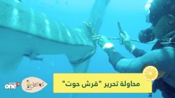 شاهد.. محاولات غواصين تحرير قرش حوت عالق في حبل