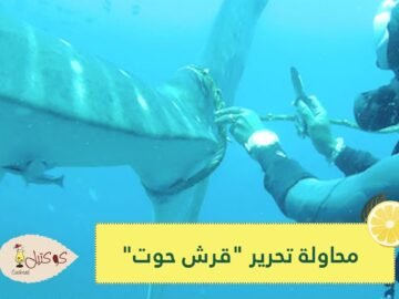 شاهد.. محاولات غواصين تحرير قرش حوت عالق في حبل