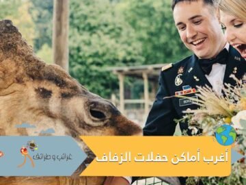 حفل زفاف بموكب جنازة.. تعرف على أغرب الأماكن للاحتفال بالزواج