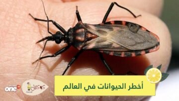 لا يغرنك صغر حجمها أحيانا.. تعرف على أخطر الحيوانات في العالم