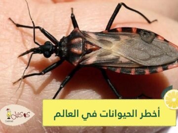 لا يغرنك صغر حجمها أحيانا.. تعرف على أخطر الحيوانات في العالم