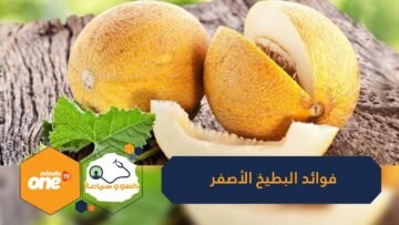 فوائد البطيخ الأصفر.. من بينها يساعد على تنقية الدم من السموم