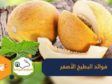 فوائد البطيخ الأصفر.. من بينها يساعد على تنقية الدم من السموم