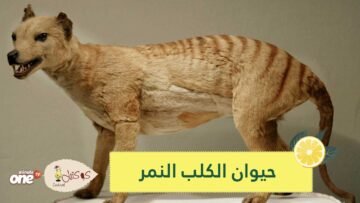 فيديو نادر يظهر فيه حيوان الكلب النمر