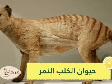 فيديو نادر يظهر فيه حيوان الكلب النمر