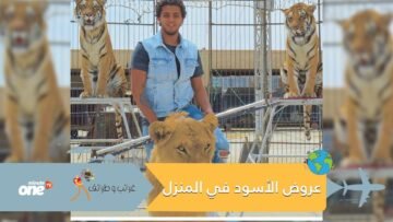 عائلة مصرية تنقل عروض الأسود للمنزل
