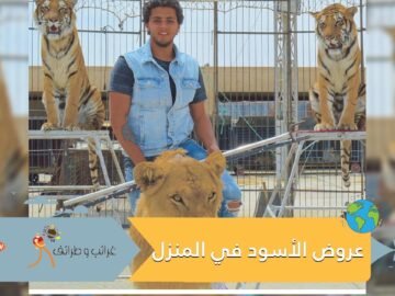 عائلة مصرية تنقل عروض الأسود للمنزل