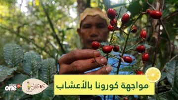 السكان الأصليون في البرازيل يواجهون فيروس كورونا بالأعشاب
